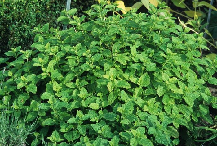 Melissa officinalis Lemon Balm