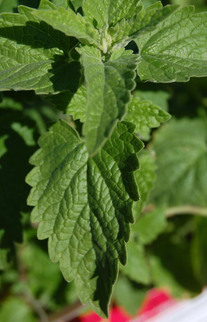 Nepeta cataria Catnip