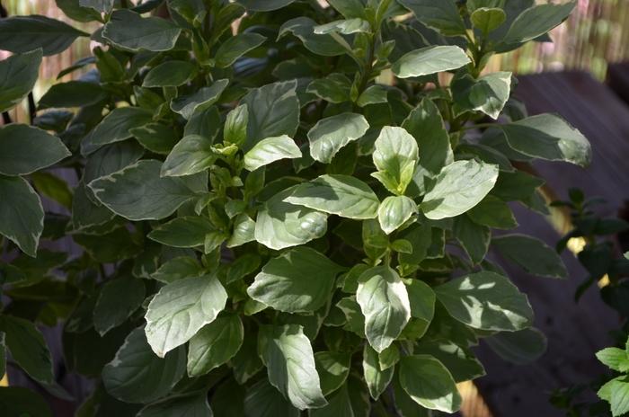 Ocimum basilicum Variegated, Pesto Perpetuo