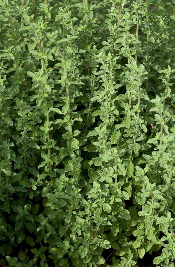 Origanum majorana Marjoram, Sweet