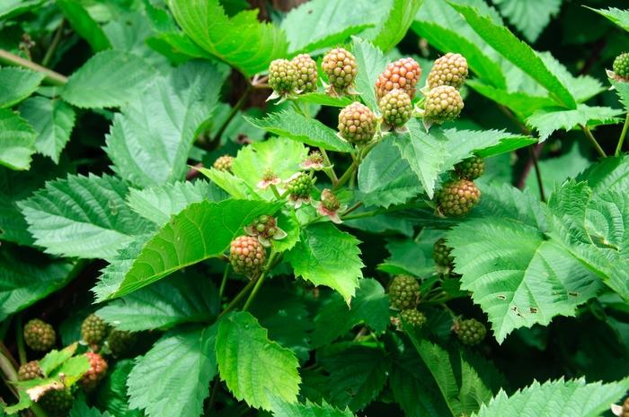 Rubus fruticosus Triple Crown