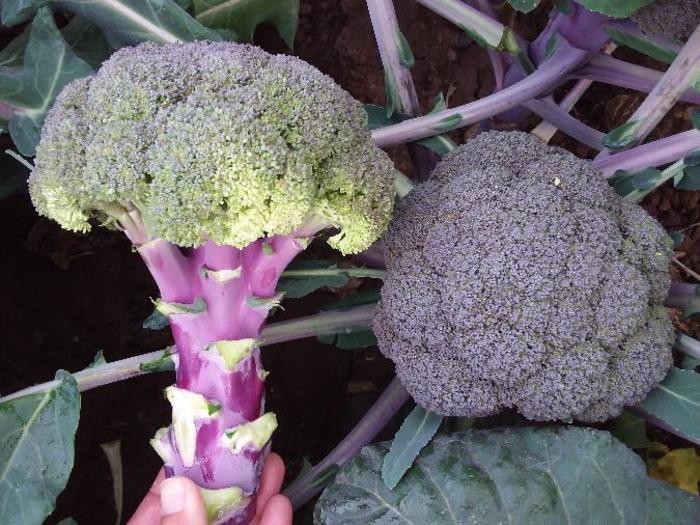 Brassica oleracea Purple Magic