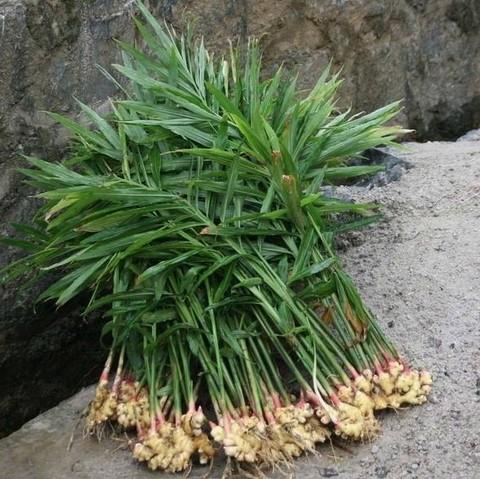 Zingiber officinale 'Ginger' - Ginger from My Organic Table