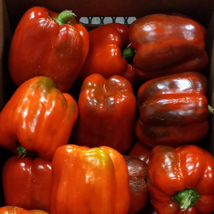 Capsicum annuum 'Ace' - Pepper, Ace from My Organic Table