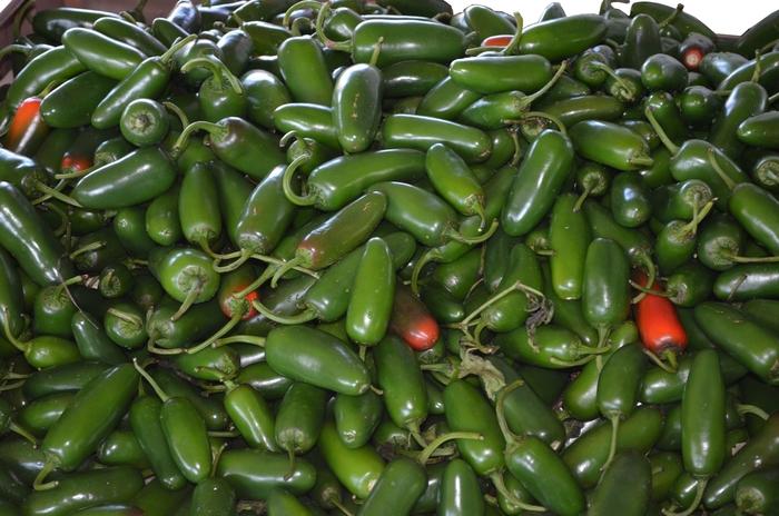 Capsicum annuum Jalapeno