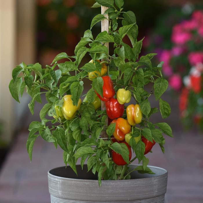 Capsicum annuum Prism (bell type)