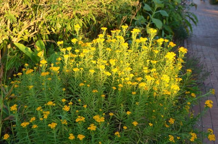 Tagetes lucida 