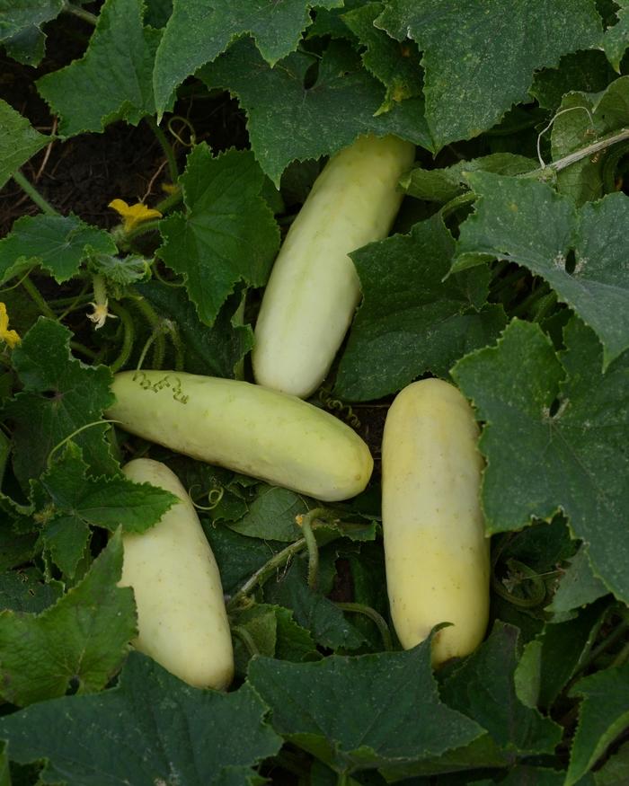 Cucumis sativus Martini (White Slicer!)