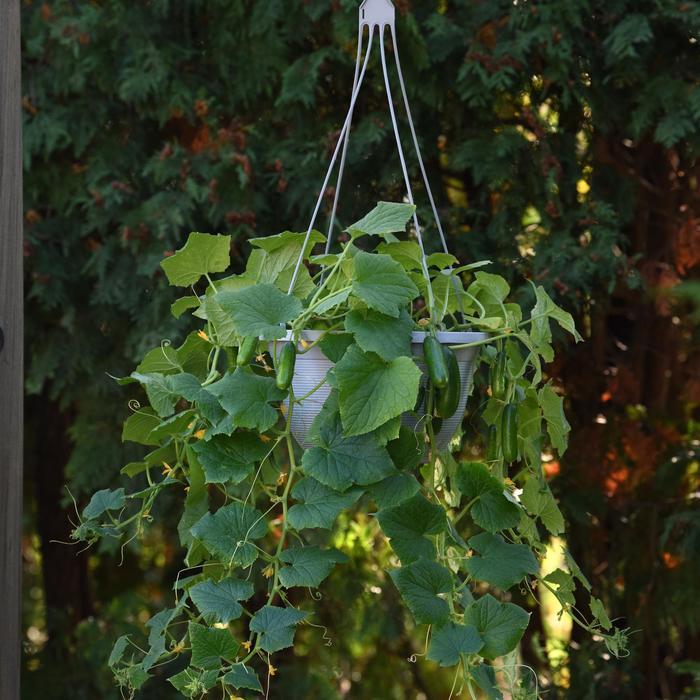Cucumis sativus Quick Snack