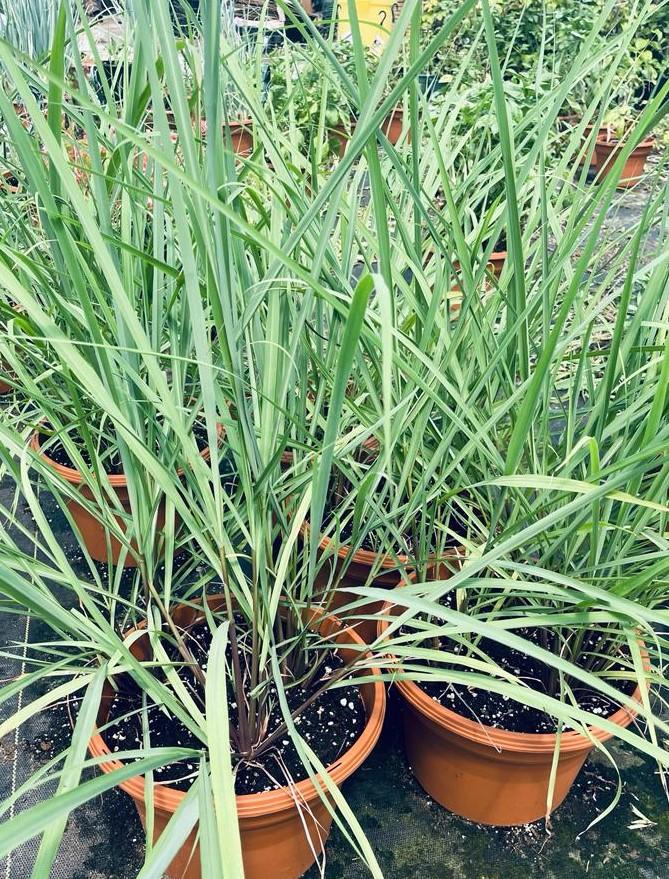 Cymbopogon citratus - Lemon Grass from My Organic Table