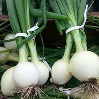 Allium cepa 'Candy' - Onion, Candy Sweet from My Organic Table