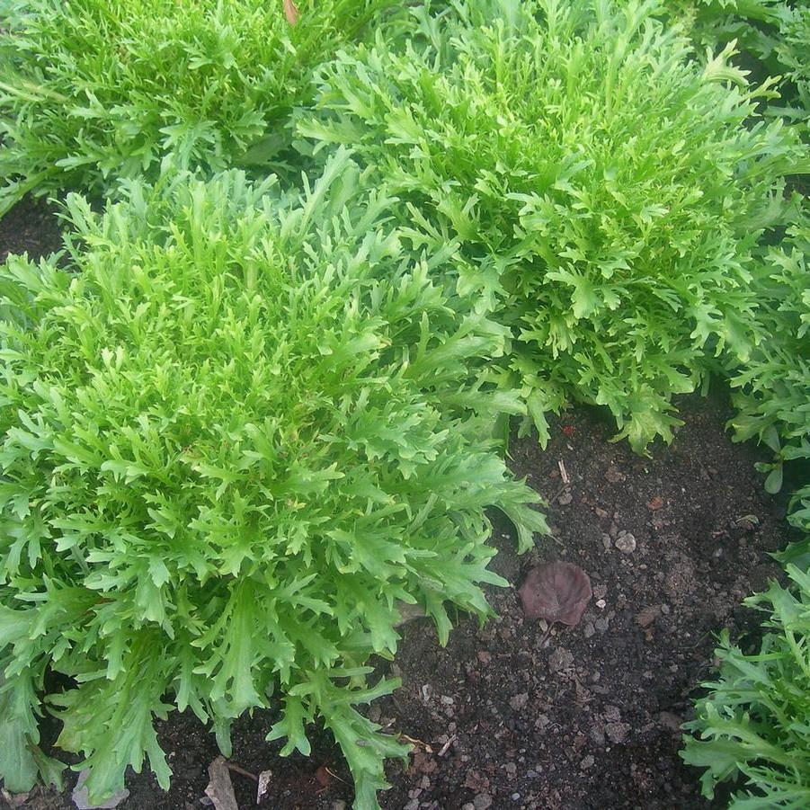 Cichorium endivia 'Benefine' - Endive, Benefine from My Organic Table