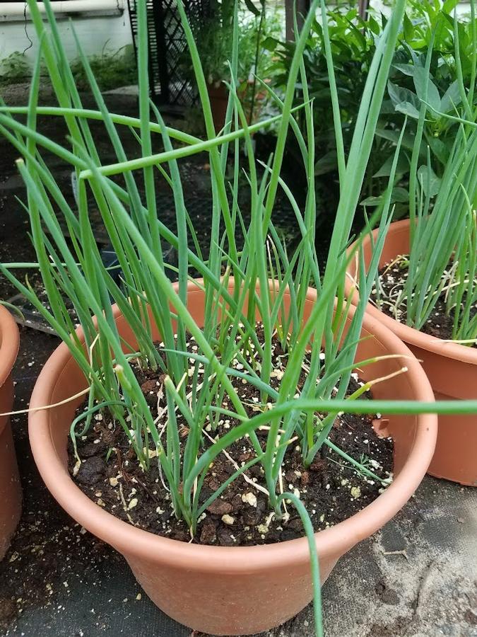 Allium cepa 'Scallions' - Scallions from My Organic Table