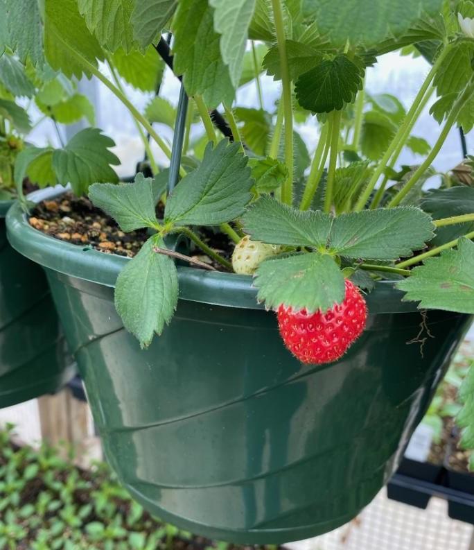 Fragaria ananassa 'Albion' - Strawberry Albion from My Organic Table