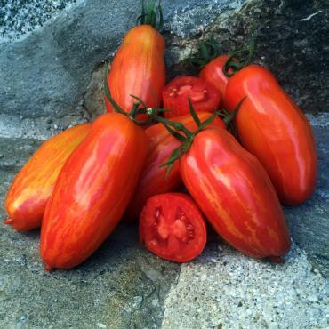 Solanum lycopersicum 'Marzano Fire' - Tomato, Marzano Fire from My Organic Table