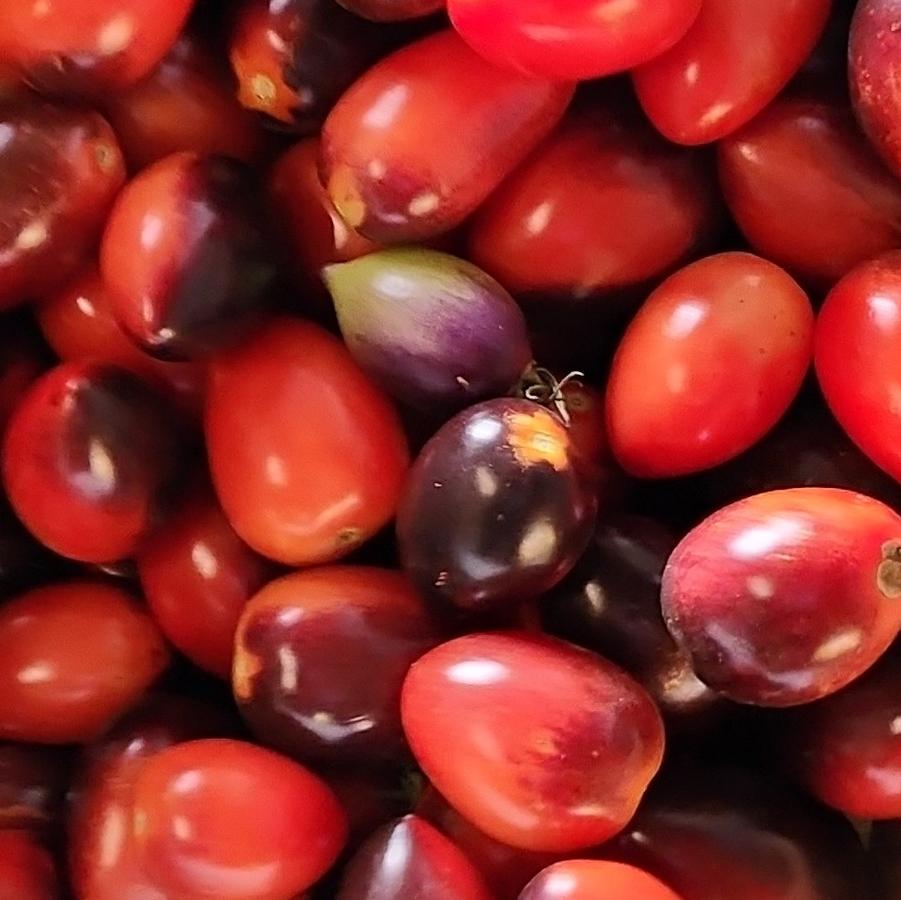 Solanum lycopersicum 'Midnight Roma' - Tomato, Midnight Roma from My Organic Table