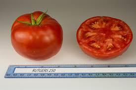 Solanum lycopersicum 'Rutgers 250' - Tomato, Rutgers 250 from My Organic Table