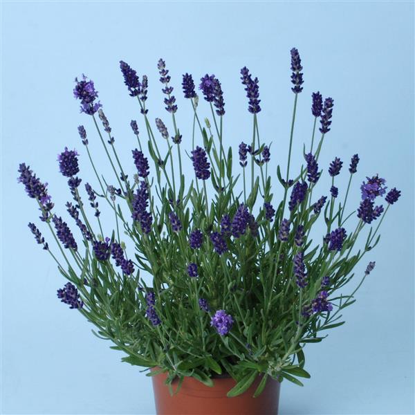 Lavandula angustifolia 'Ellagance (English Lavender)' - Lavender Ellagance (English Lavender) from My Organic Table