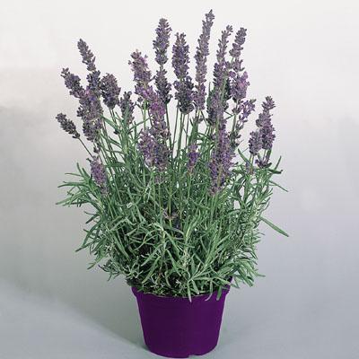 Lavandula angustifolia 'Hidcote (English Lavender)' - Lavender Hidcote (English Lavender) from My Organic Table