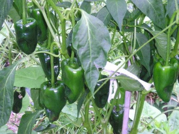 Capsicum annuum Poblano