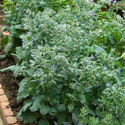 Borago officinalis Blue