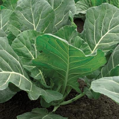 Brassica oleracea Flash F1