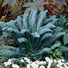 Brassica oleracea Black Tuscany