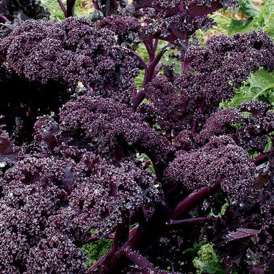 Brassica oleracea Redbor
