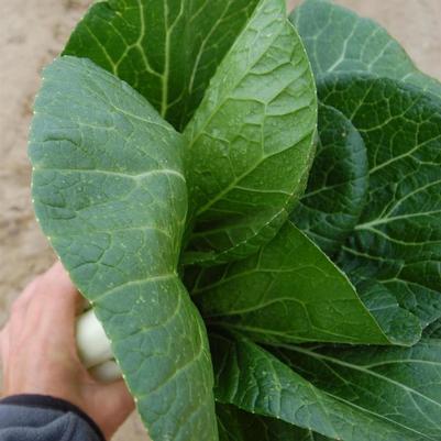 Brassica rapa chinesis Bopak