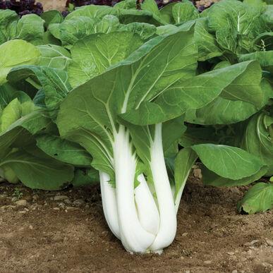 Brassica rapa Joi Choi