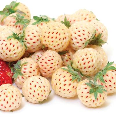 Fragaria Pineberry