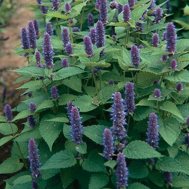 Hyssopus officinales 