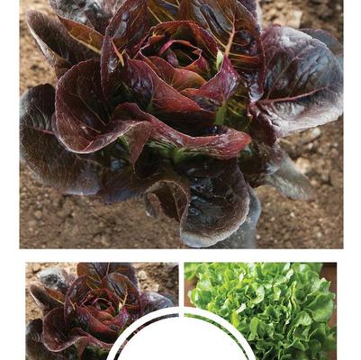 Lactuca sativa Baby Head Collection