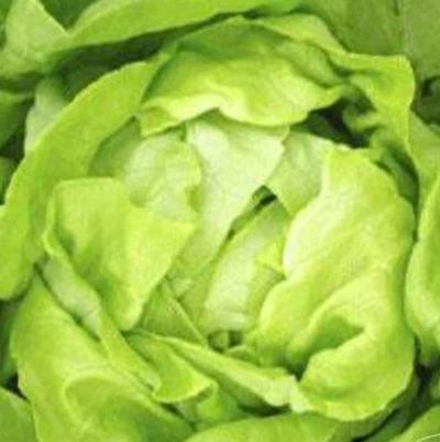 Lactuca sativa Buttercrunch