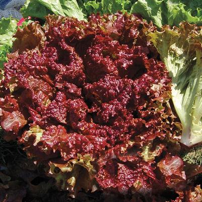 Lactuca sativa New Red Fire