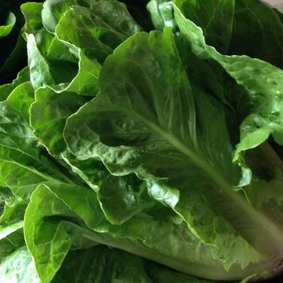 Lactuca sativa Dov