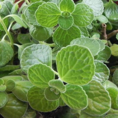 Lippia graveolens Oregano, Mexican