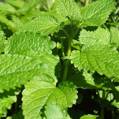 Melissa officinalis Lemon Balm