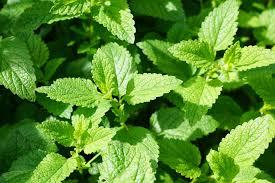 Mentha spicata Mojito