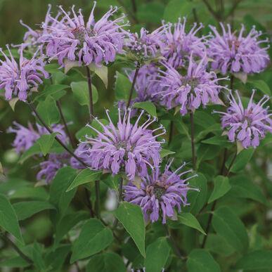Monarda fistulosa Monarda (Wild Bergamot)