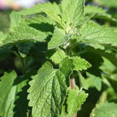Nepeta cataria Catnip