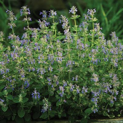 Nepeta racemosa Catmint