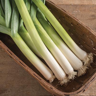 Allium porrum King Richard