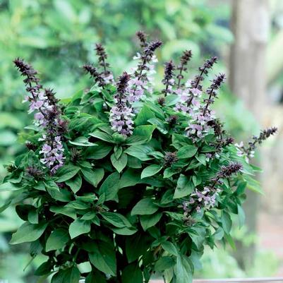 Ocimum basilicum Floral Spires Lavender