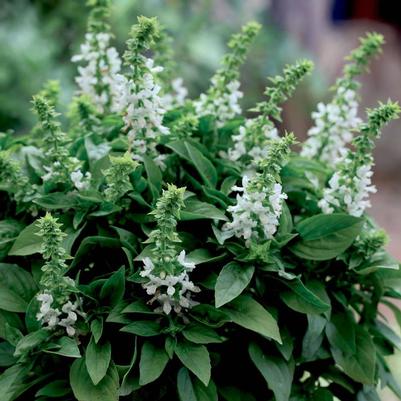 Ocimum basilicum Floral Spires White