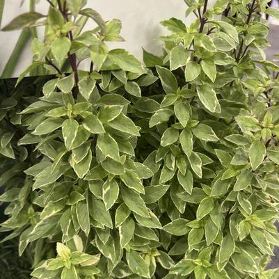 Ocimum basilicum Variegated, Pesto Perpetuo