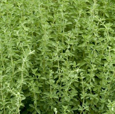 Origanum majorana Marjoram, Sweet