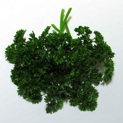 Petroselinum crispum Forest Green