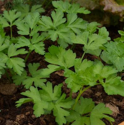 Petroselinum crispum var. neapolitanum Dark Green Italian