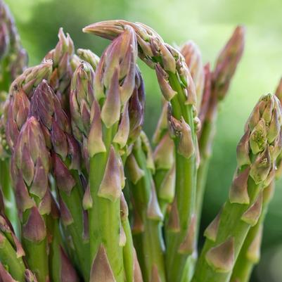 Asparagus officinalis Jersey Knight